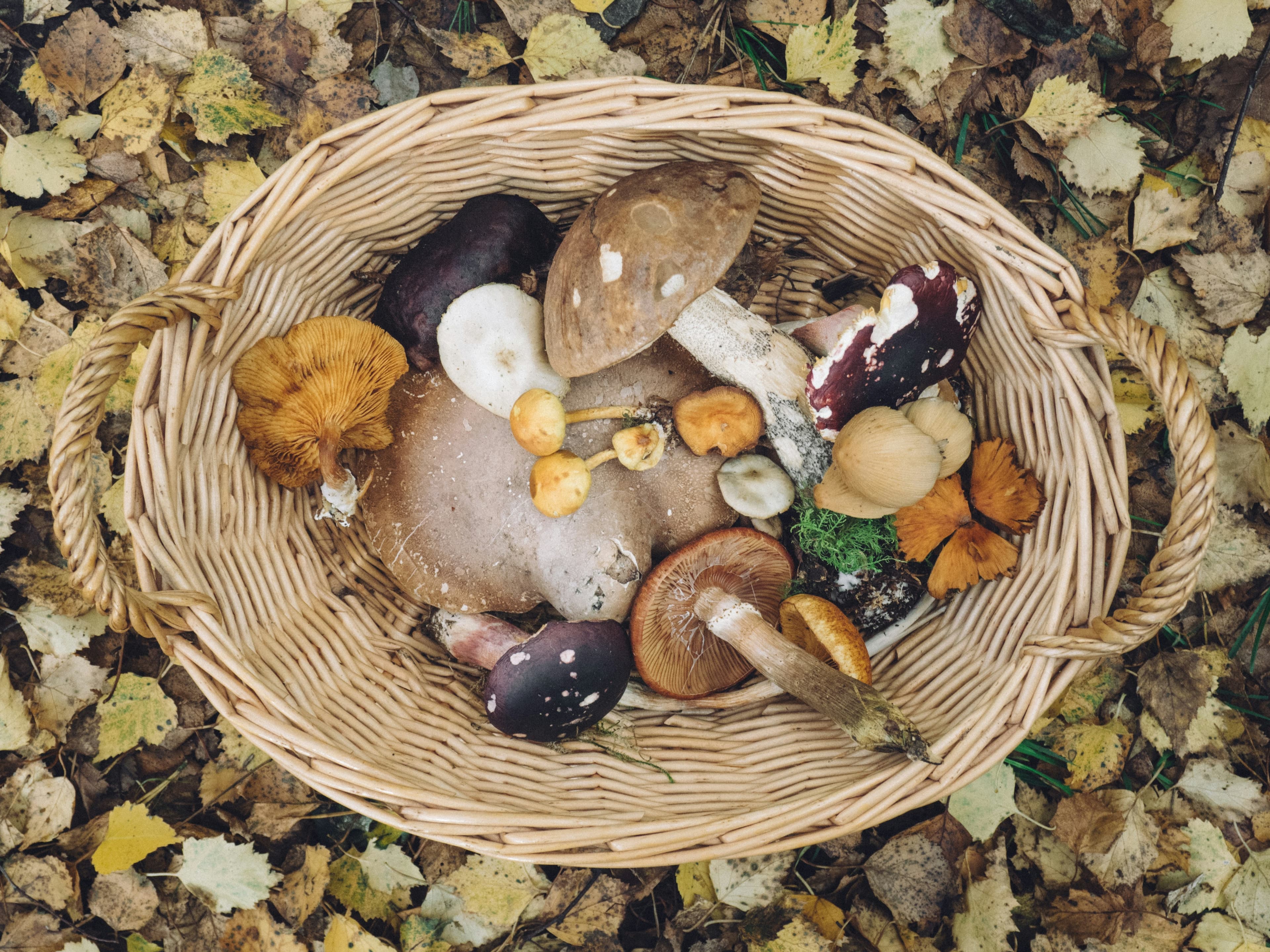 Bolets a la Cerdanya: guia completa per temporades, especies i zones (2026)